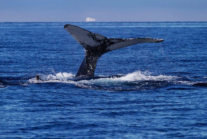 Whale at Disko Bay