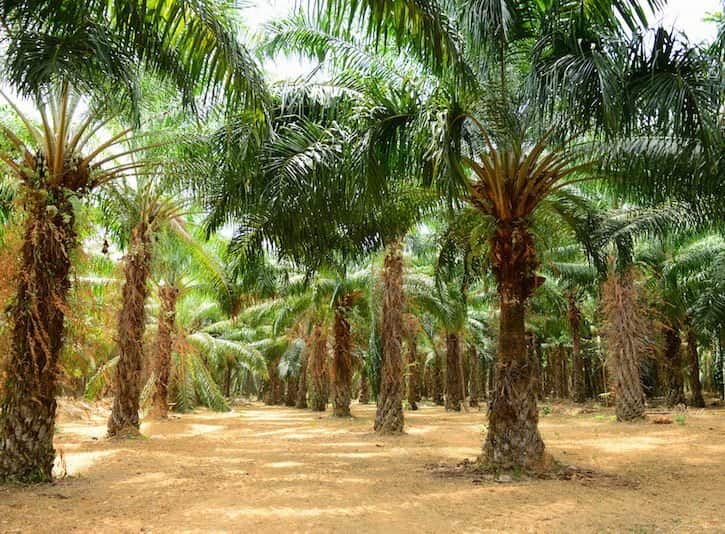 Fertile Soil