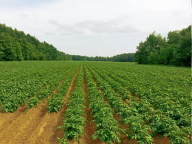 Vqa9x5tmc0umdv34r34xm43t20rs 1466490553 potato 218865 960 720