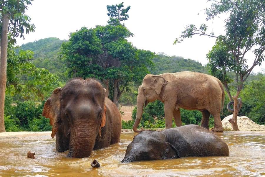 Play around with elephants in the water