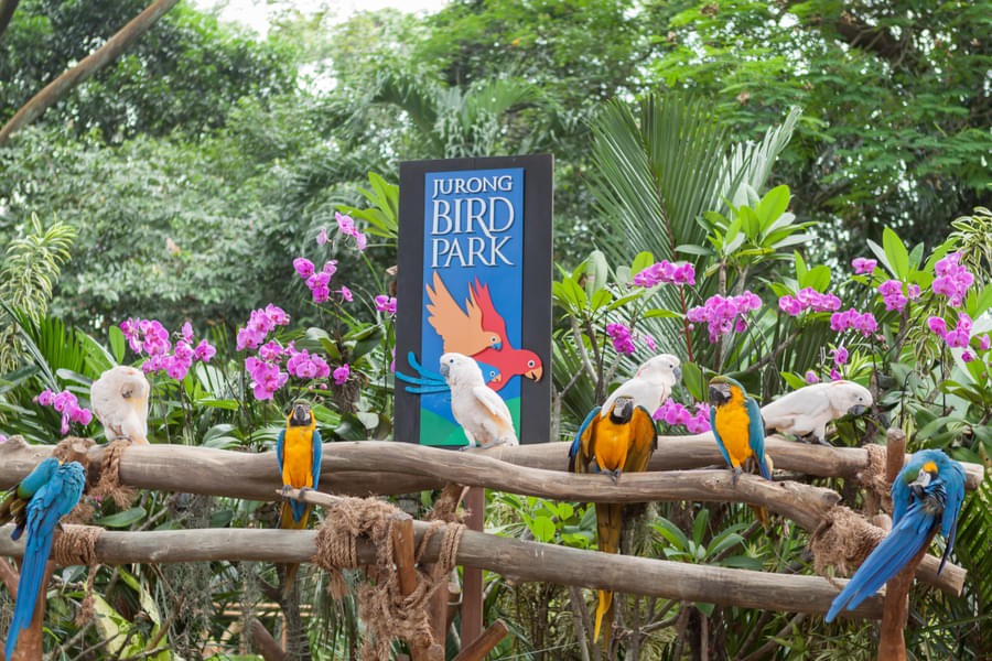 Meet a variety of vibrant birds at Jurong Park