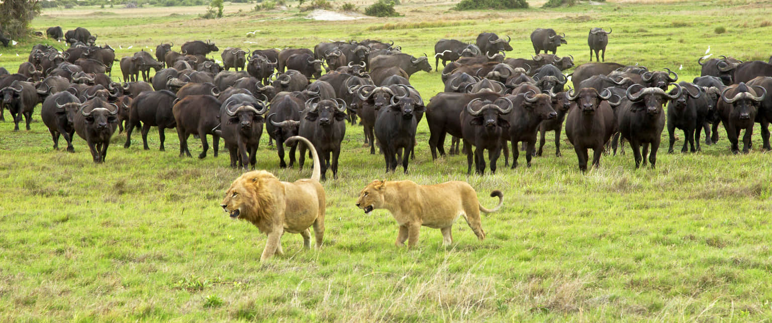 South Luangwa National Park