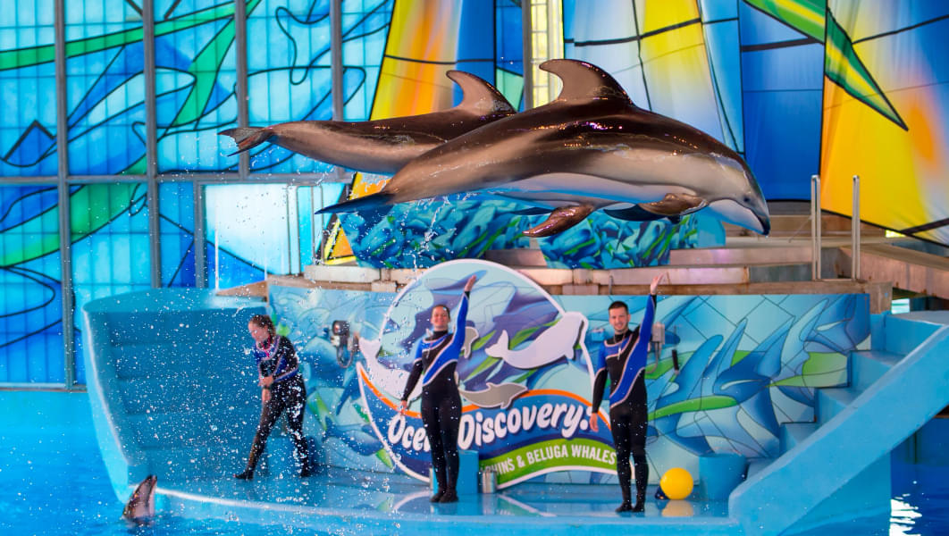 Watch the Ocean Discovery show
