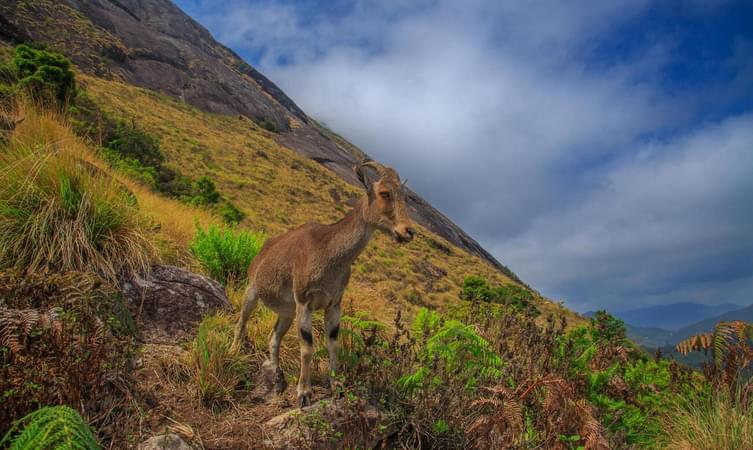 Eravikulam National Park