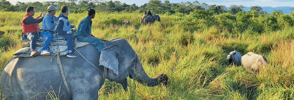 Experience Elephant Safari