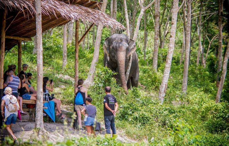 Take pictures to savour the moment at the Phuket Elephant Jungle Sanctuary