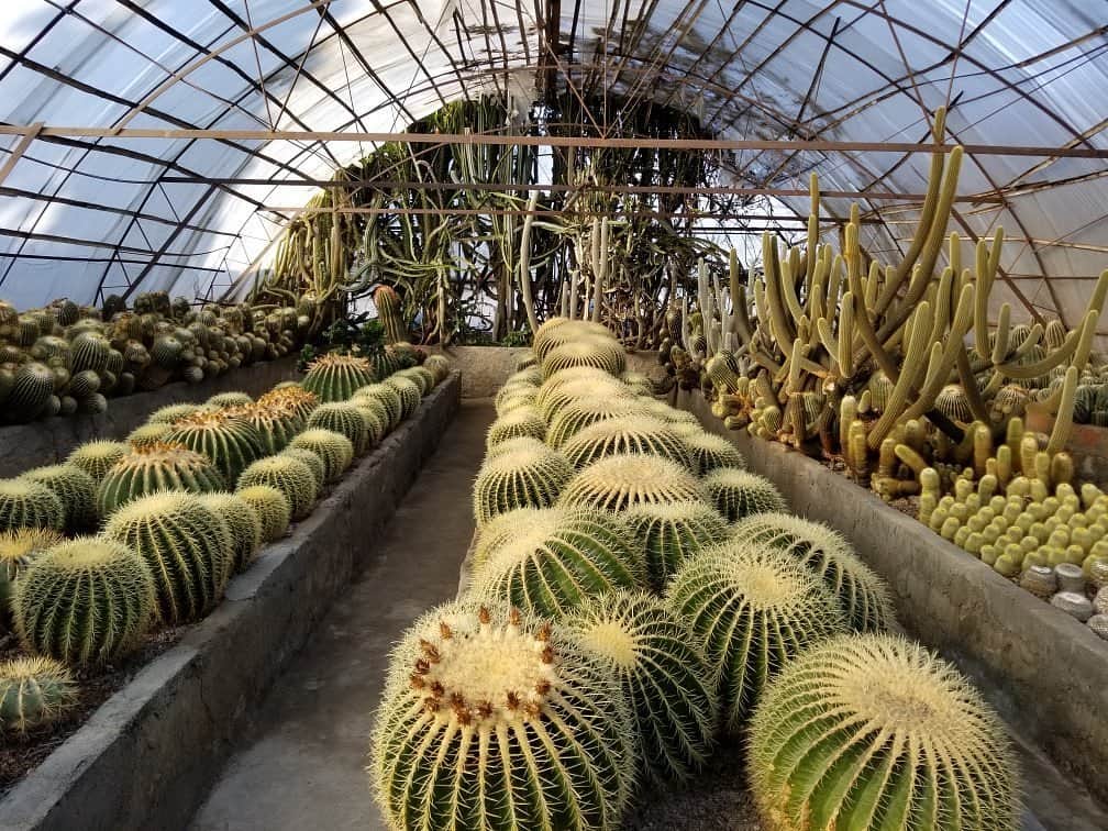 Pine View Nursery