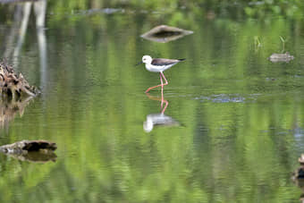 Bhitarkanika Tour Package