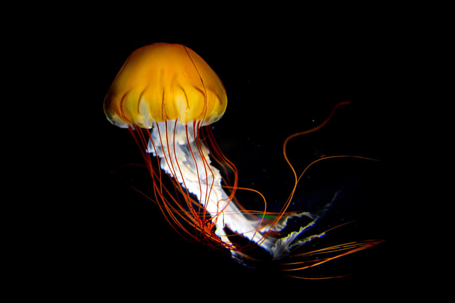 See the magnificence of the jelly fishes in Osaka Aquarium Kaiyukan