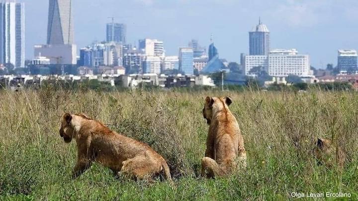 Nairobi National Park3.jpg