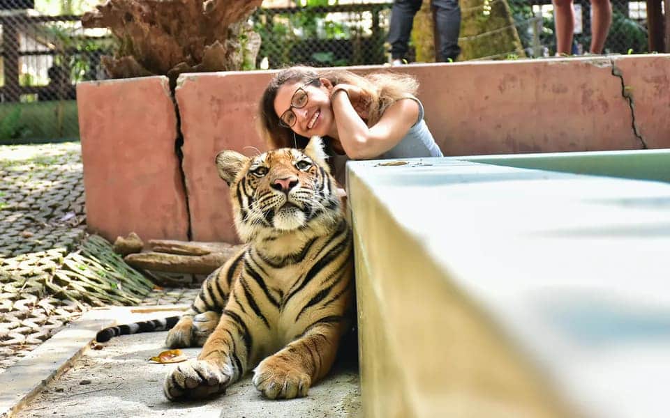 Medium Tiger Encounter