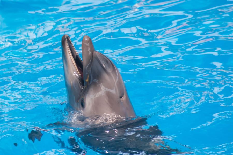 Watch Phuket Dolphin Show