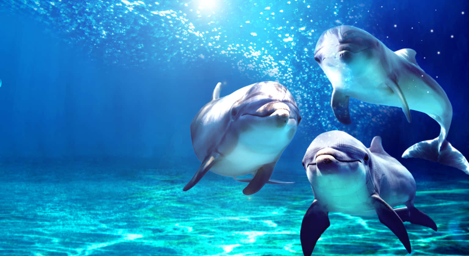 L Oceanografic Tickets, Valencia