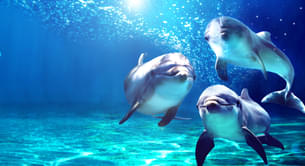 L Oceanografic, Valencia | Skip-the-line Admission Tickets