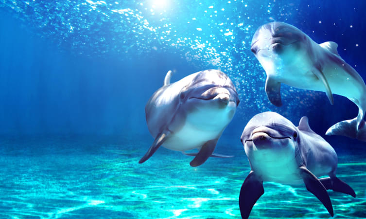 Watch dolphins in action in dolphinarium at L'Oceanografic
