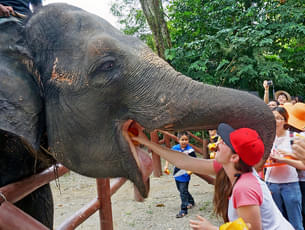 Kuala Gandah Elephant Sanctuary Package, Malaysia