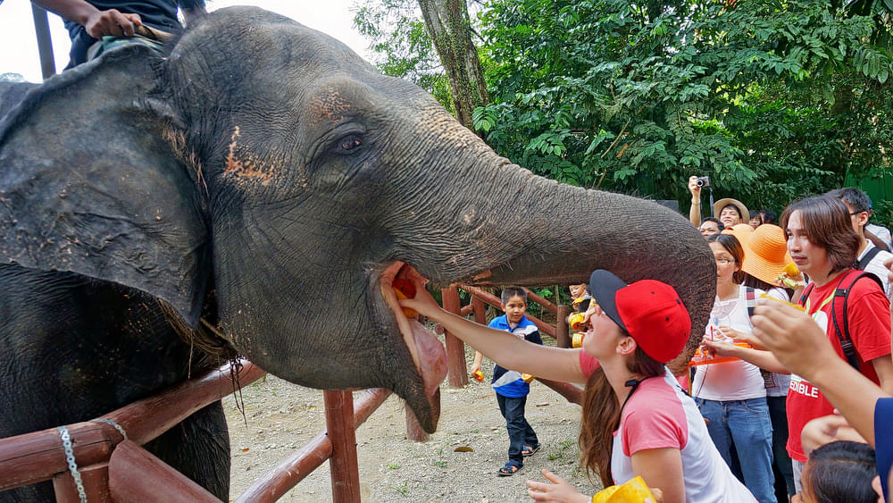 Experience a day amidst the adorable elephants in the Kuala Gandah Elephant Sanctuary