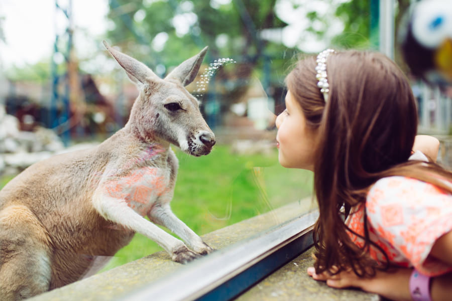 Encounter Kangaroos at Melbourne Zoo which are only found in Australia