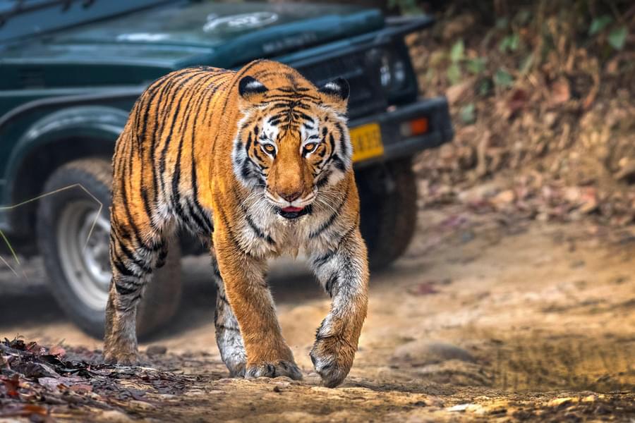 Nainital and Jim Corbett Image