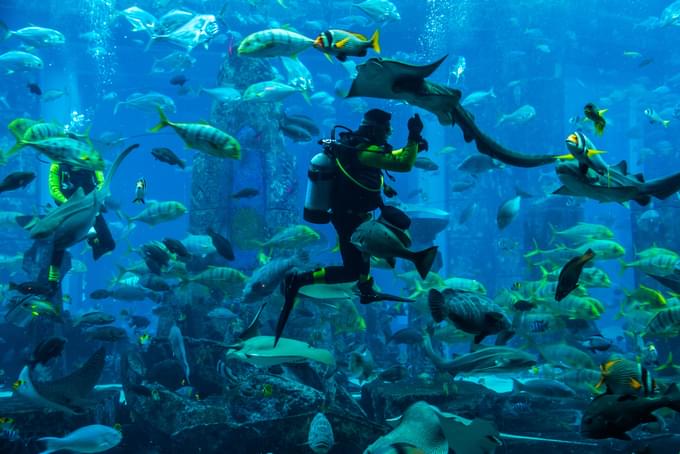 Scuba Diving Courses in Dubai