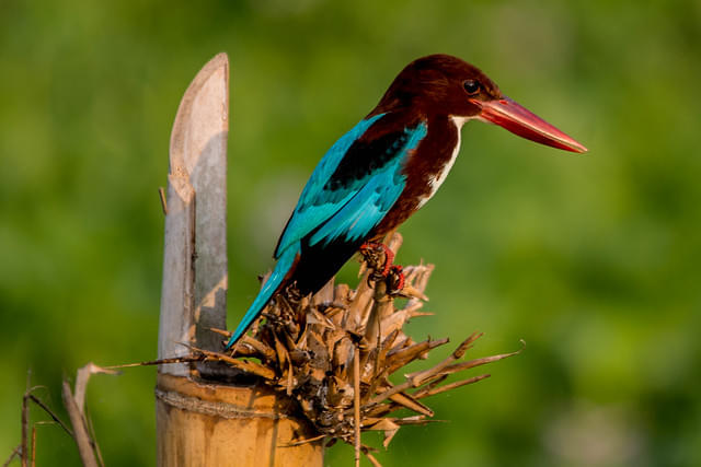 Spot unique bird species
