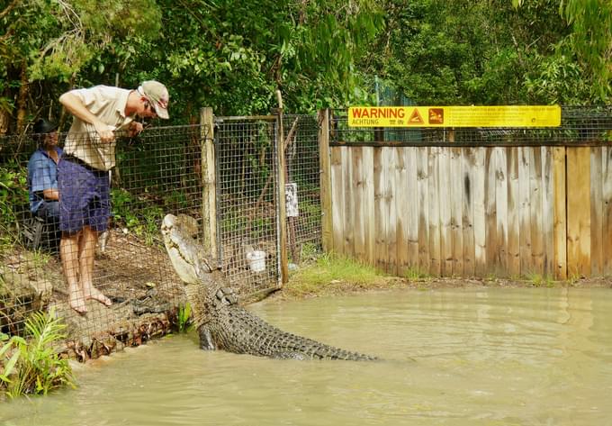 Activities In Hartleys Crocodile Adventures