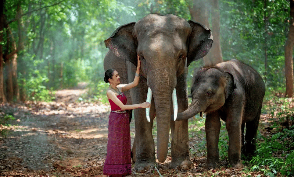 Elephant Interaction