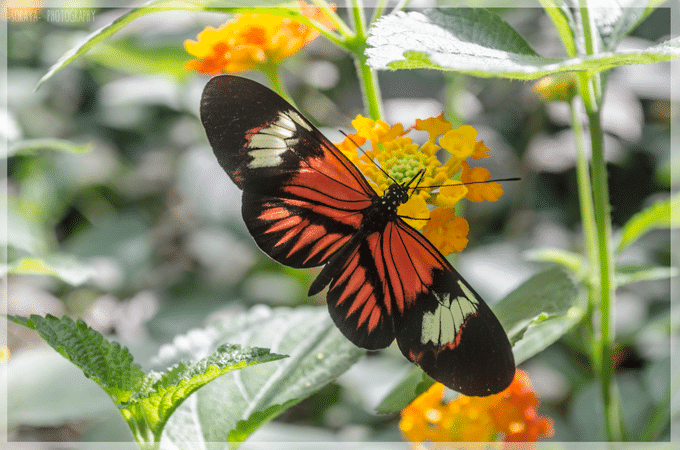 Butterfly Park Empuriabrava