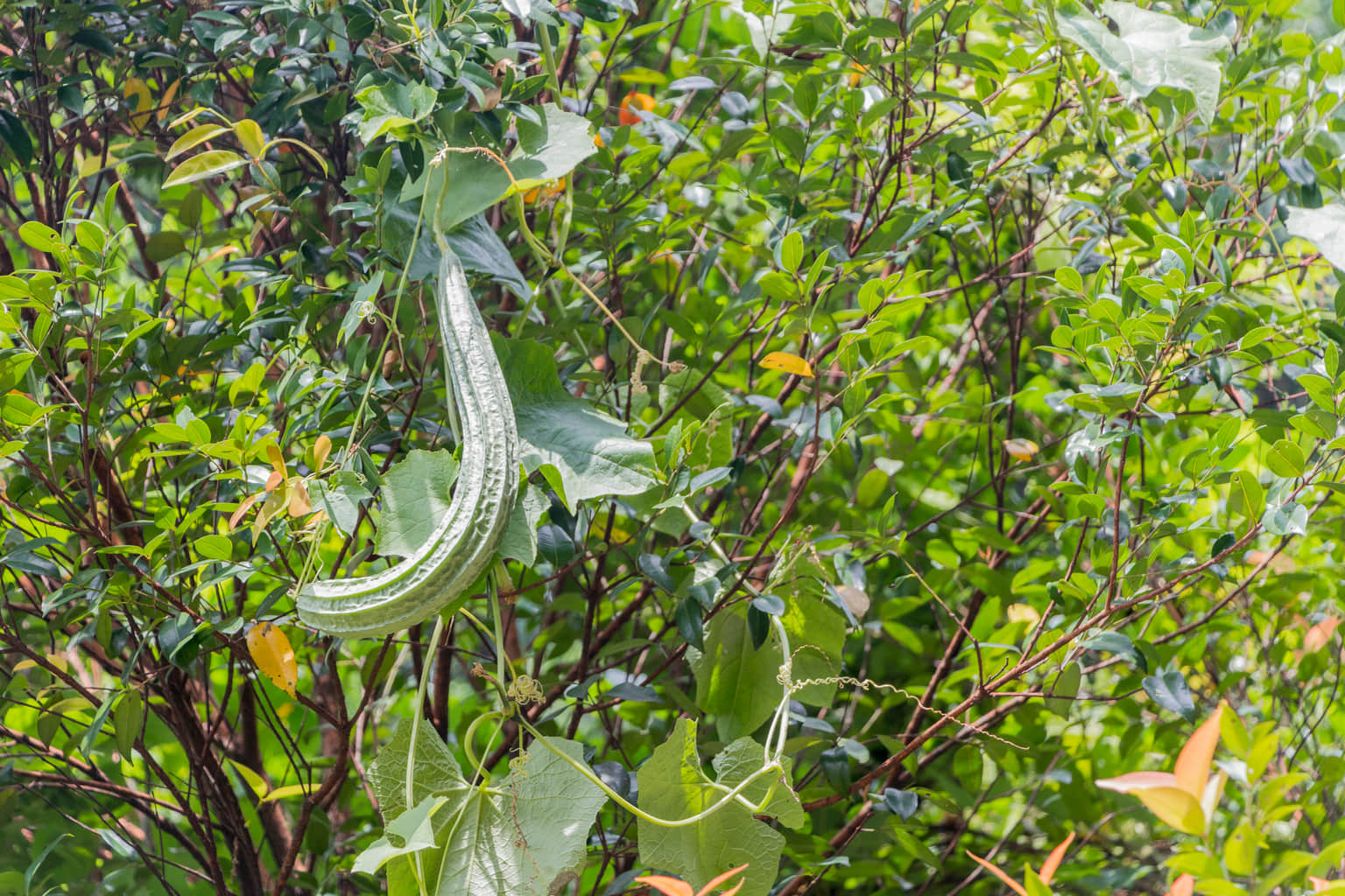 Herbal Garden