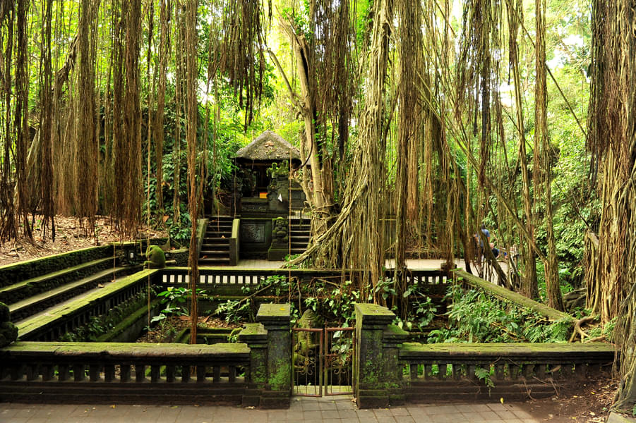 See the preserved Sacred Monkey Forest Sanctuary