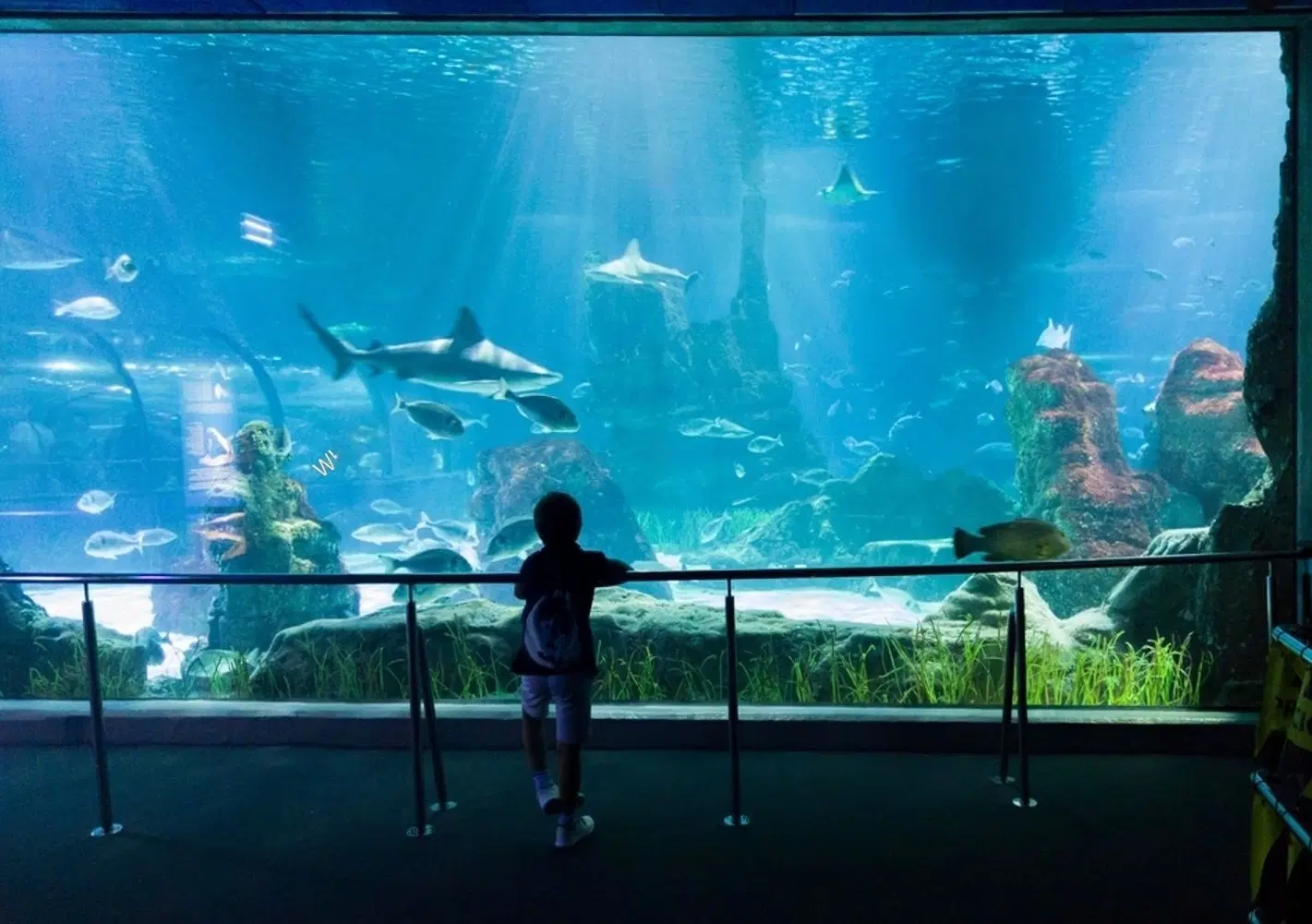 Visit the Oceanarium