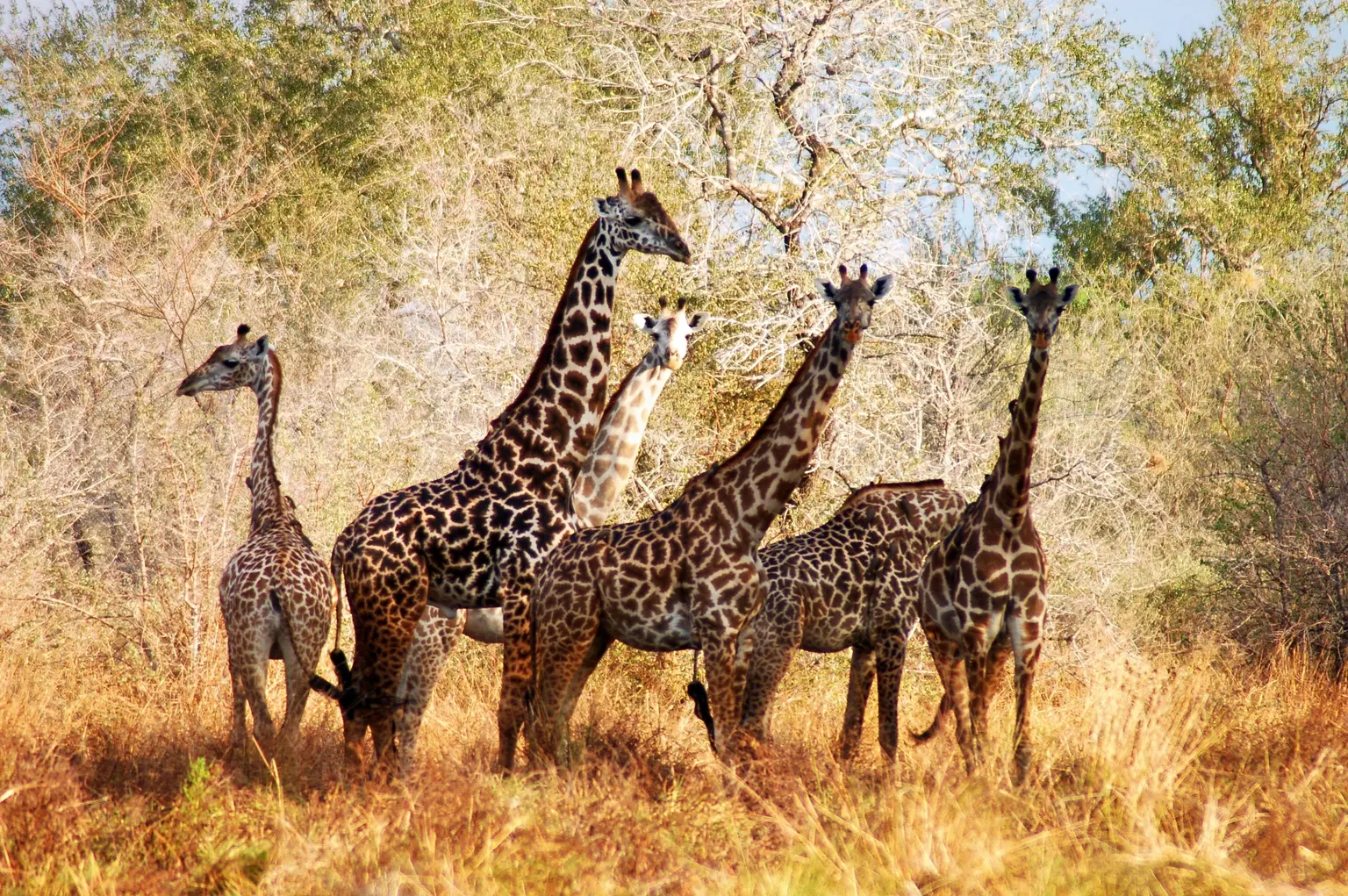 Selous Game Reserve