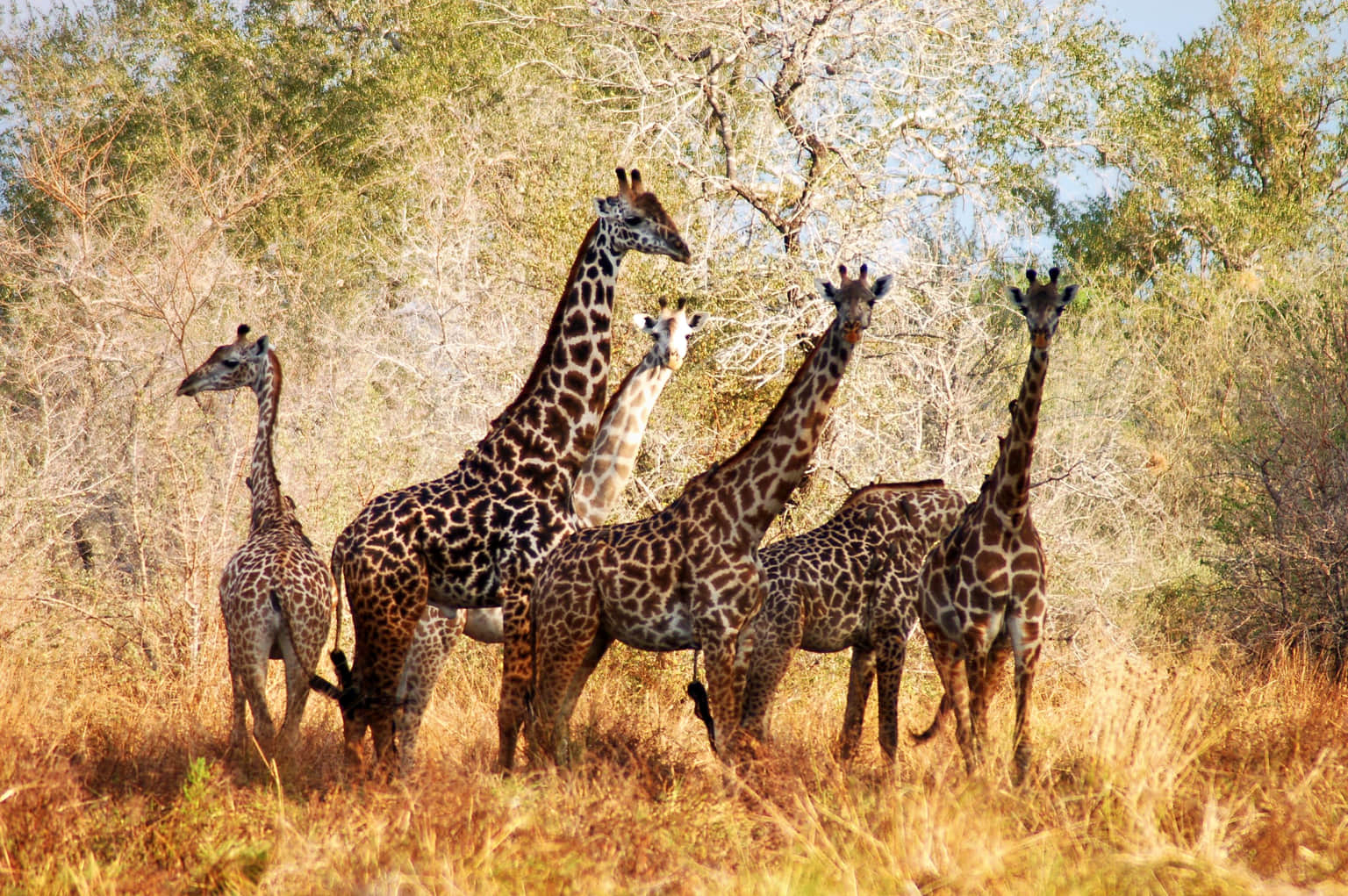 Selous Game Reserve