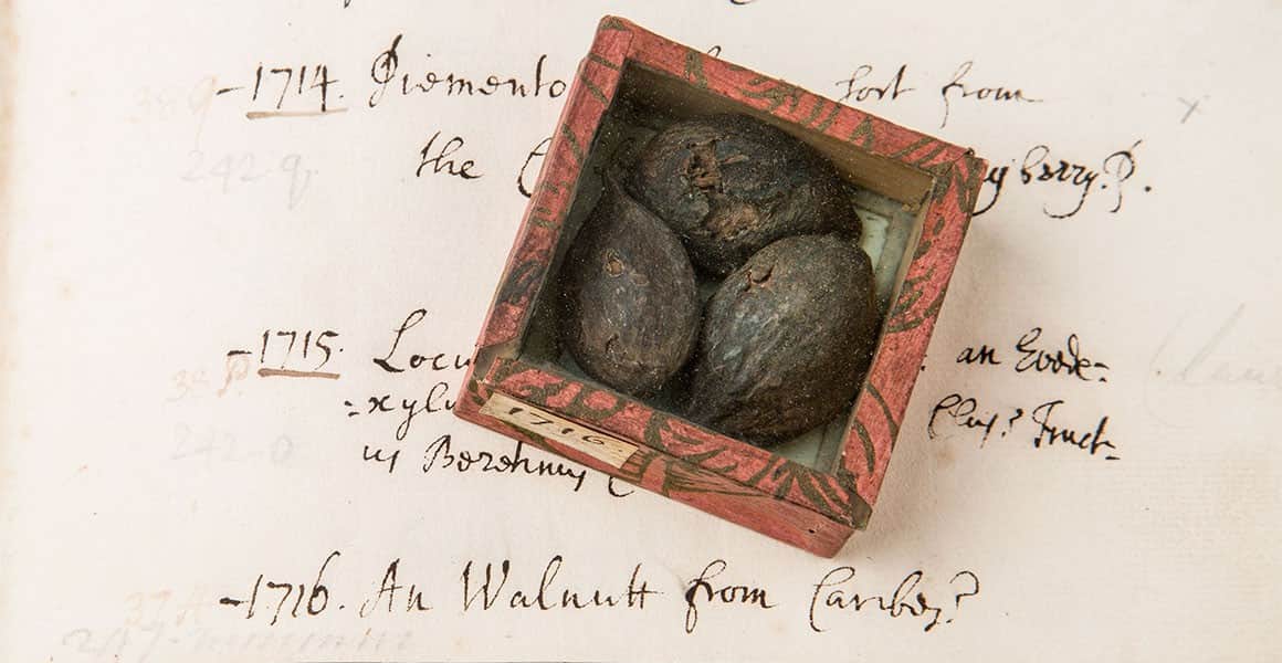 Hans Sloane’s Nautilus Shell