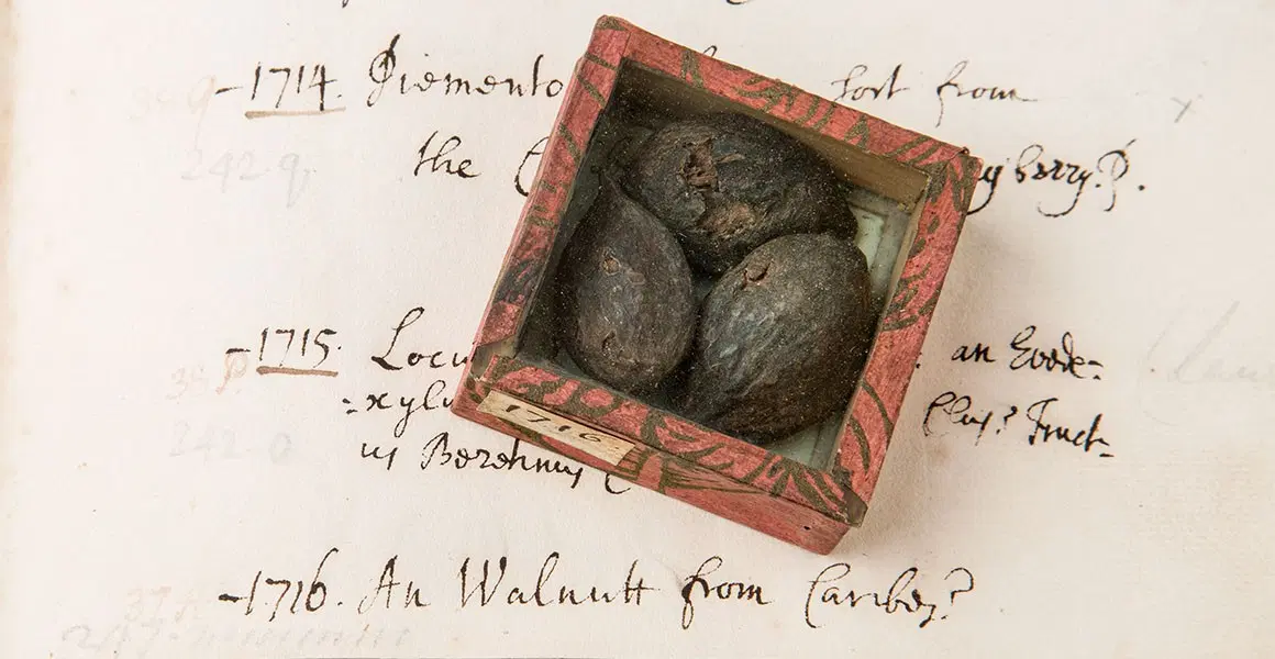 Hans Sloane’s Nautilus Shell