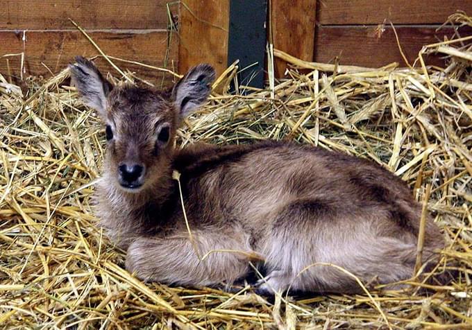 deer in prague zoo