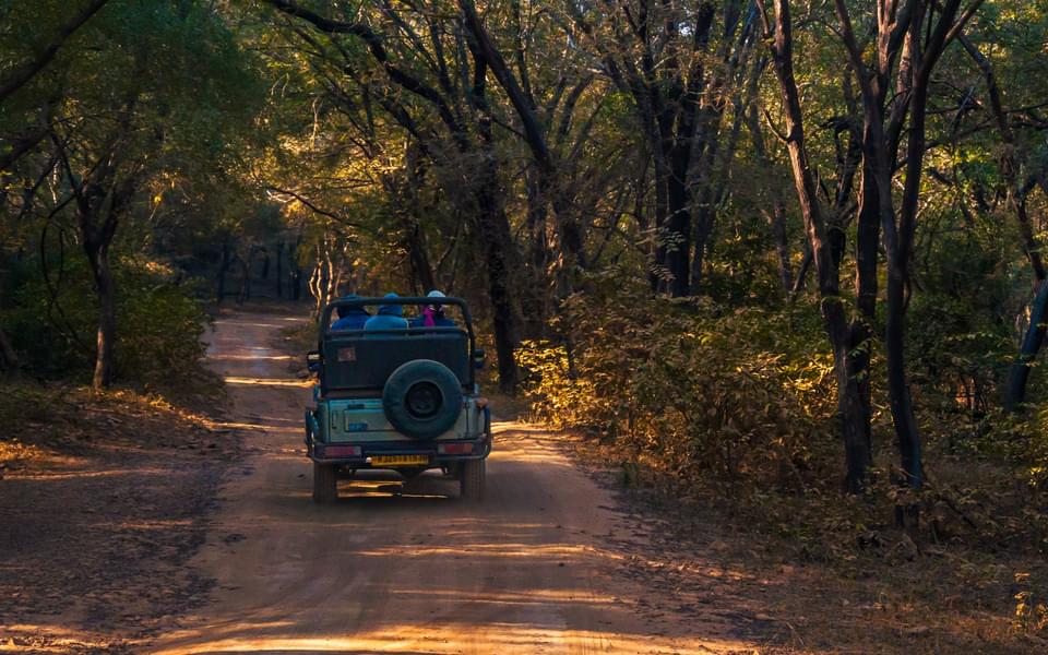 Jaipur to Ranthambore Day Trip Image