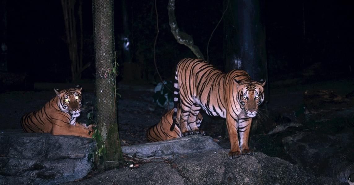 Catch sights of ferocious Malayan Tiger in the East Lodge Trail