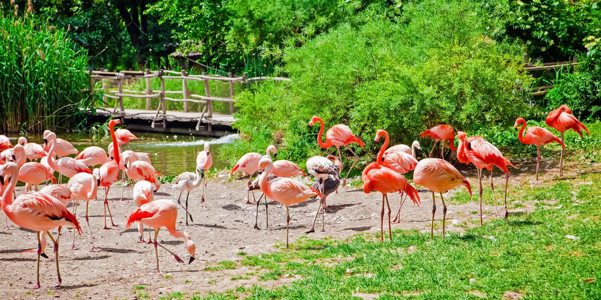 See pink-feathered flamingos in the zoo