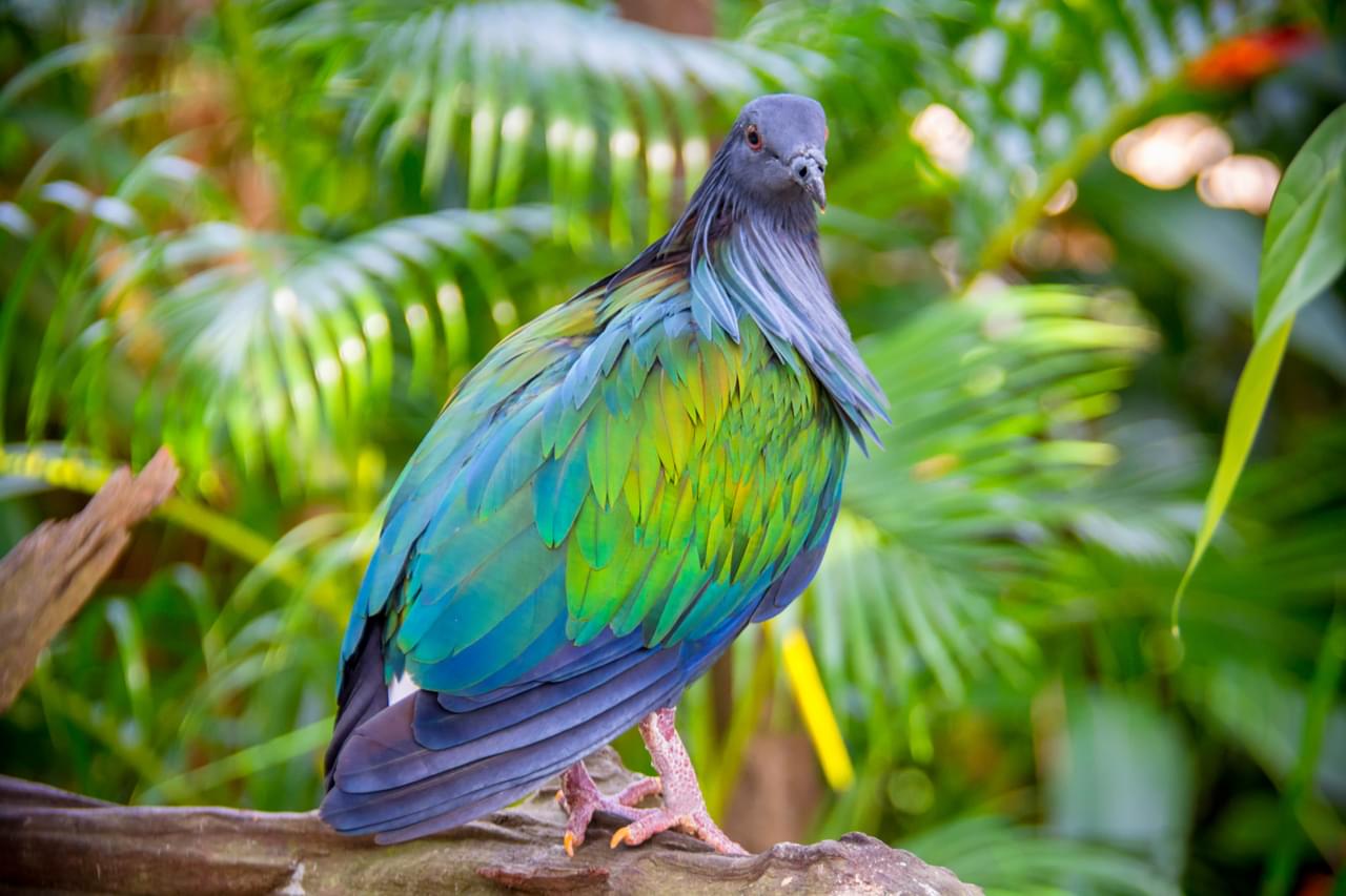 Nicobar Pigeons Phuket Bird Park