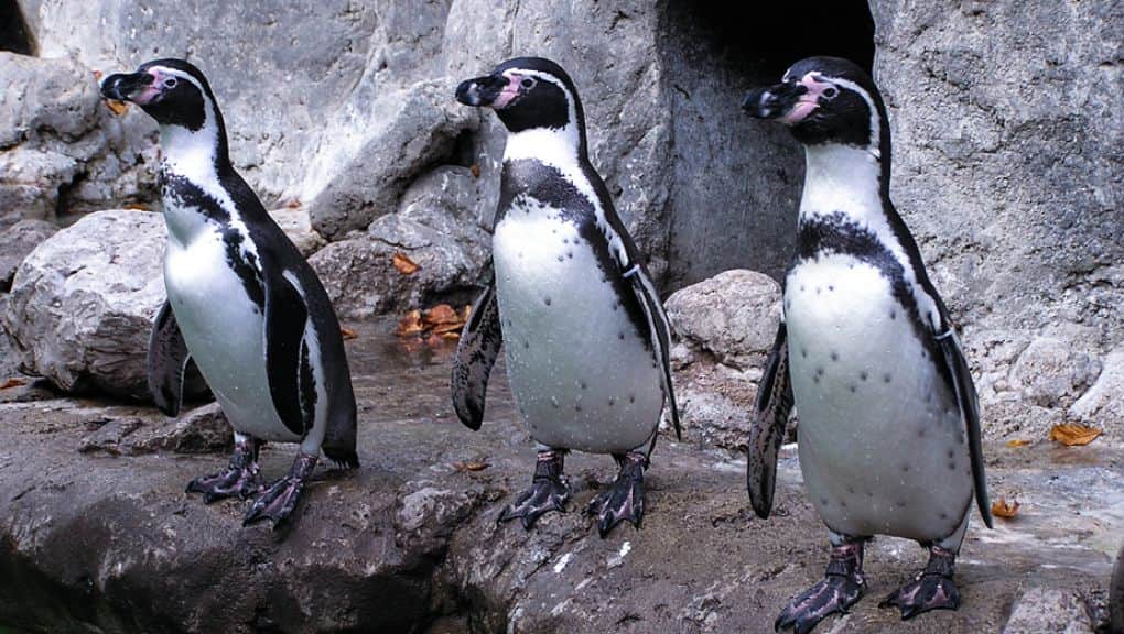 The Patagonia biozone