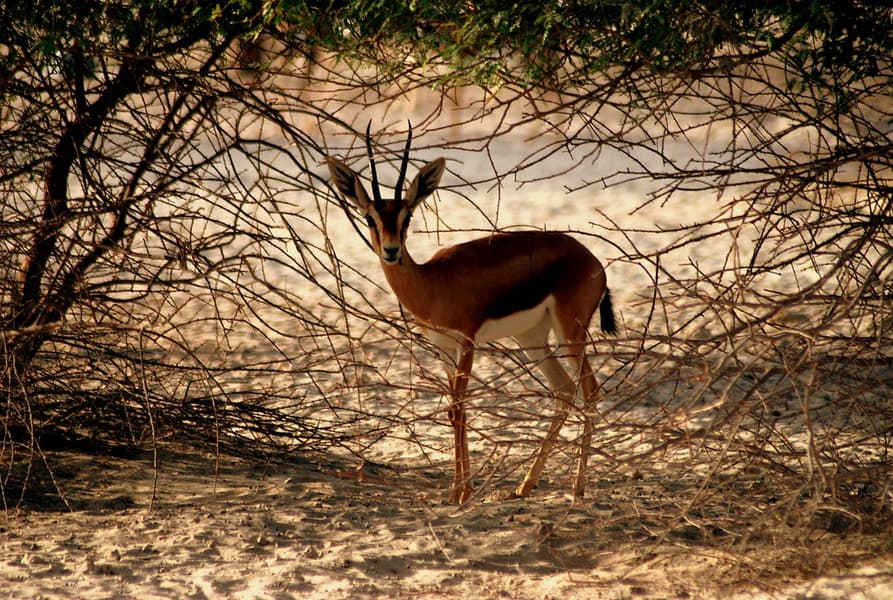 Arabian Wildlife Park Tickets Image