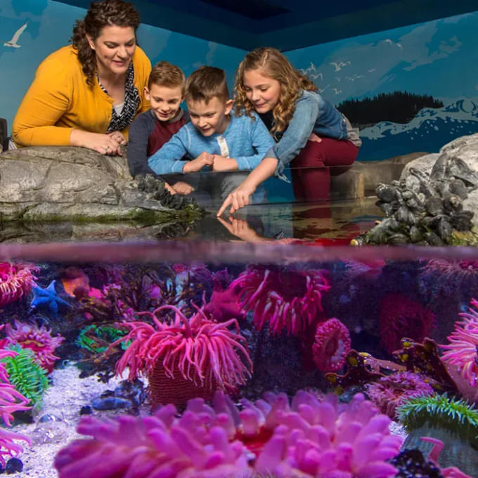 Coastal Rockpool Exhibit