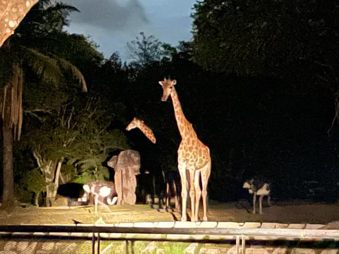Night safari in Khao Kheow Open Zoo