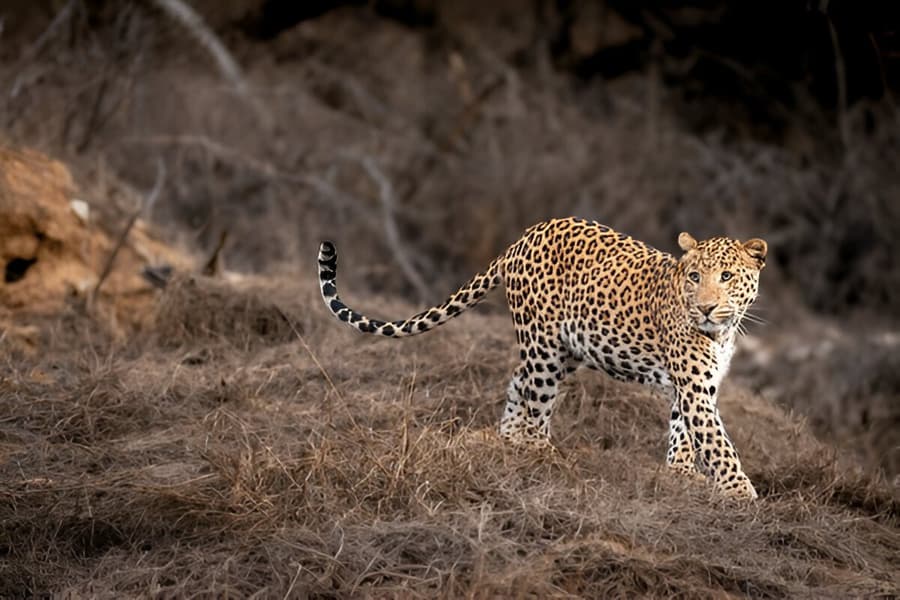 Wildlife Jeep Safari in Jawai Image