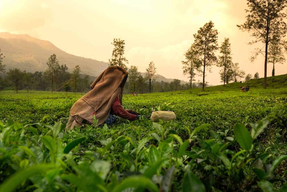 Wayanad