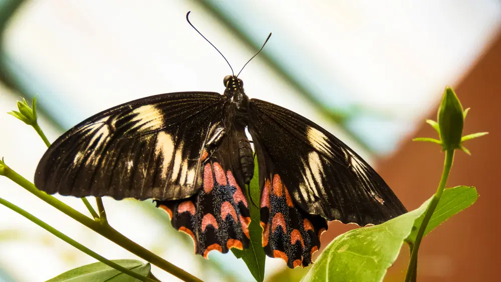 Butterfly Park