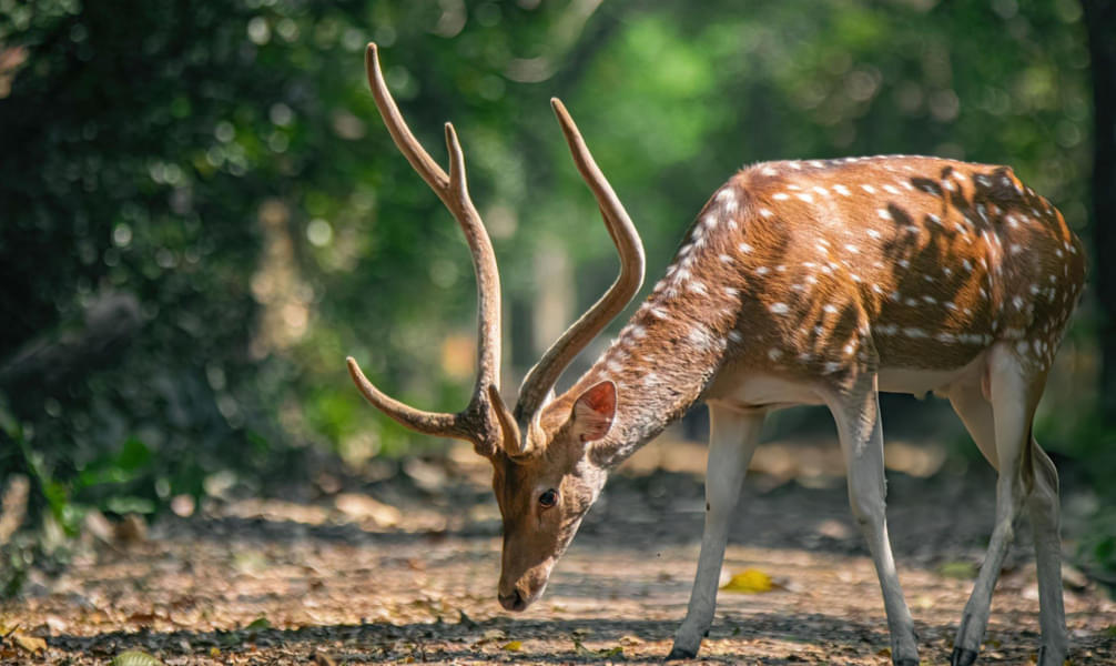 Pench Jungle Safari Image