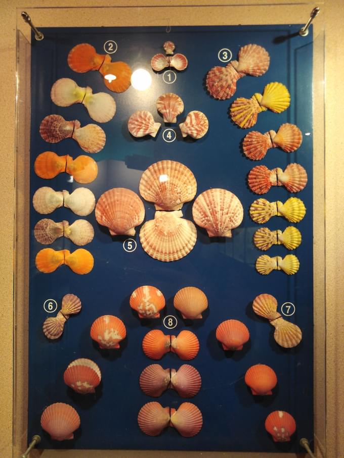 Phuket Seashell Museum