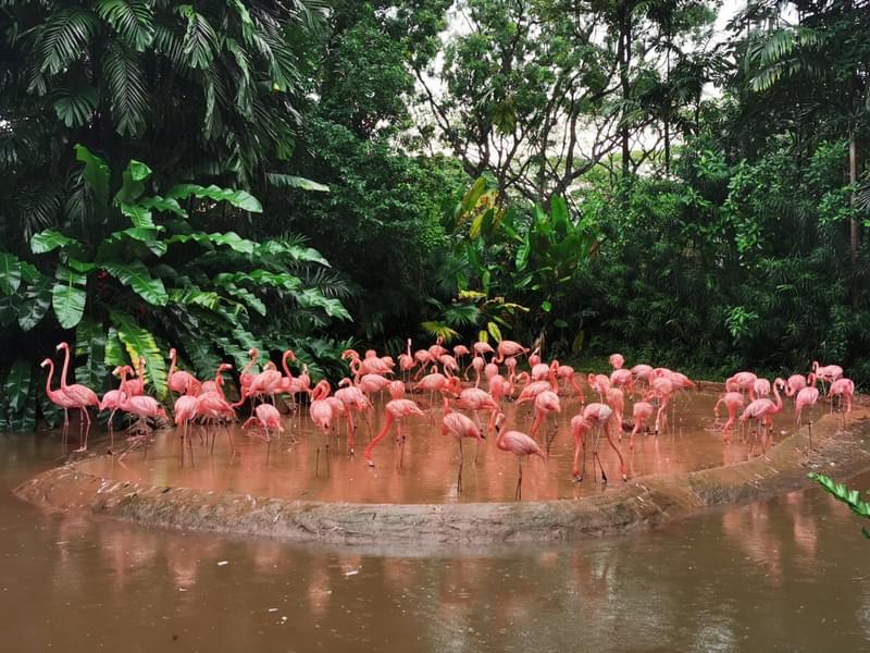 See the beautiful flamingos floating around in calm waters of Flamingo Lake